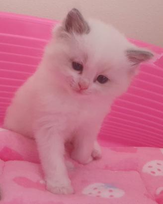 Ragdoll cuccioli con pedigree