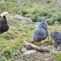 Galline Amrock