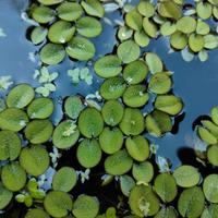 pianta laghetto, galleggiante - SALVINIA