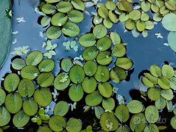 pianta laghetto, galleggiante - SALVINIA