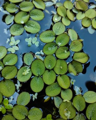 pianta laghetto, galleggiante - SALVINIA