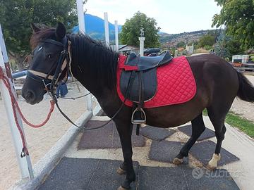 Pony