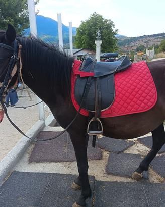 Pony