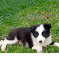Cuccioli border collie con pedigree