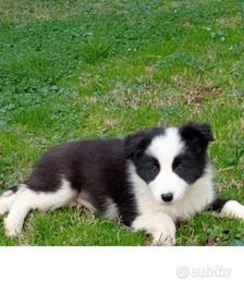 Cuccioli border collie con pedigree