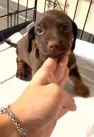 Bassotto cioccolato maschio