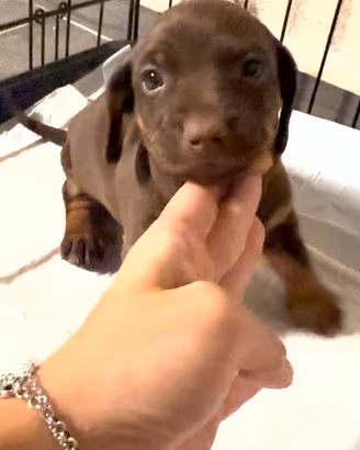 Bassotto cioccolato maschio
