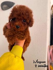 Cucciolo di Barboncino Toy