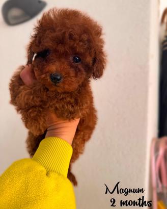 Cucciolo di Barboncino Toy