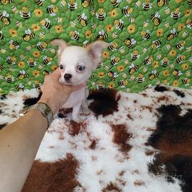 Chihuahua Toy pelo lungo merle occhio azzurro