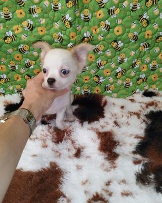 Chihuahua Toy pelo lungo merle occhio azzurro