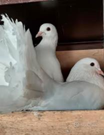 Colombe bianche