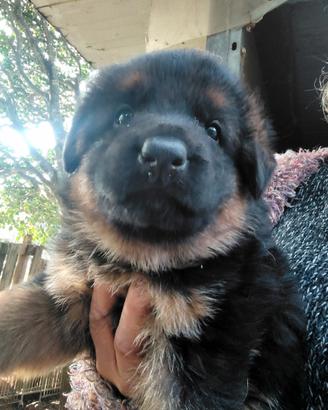 Cuccioli di pastore tedesco