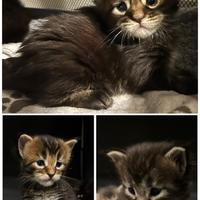 Cuccioli Maine Coon con pedigree