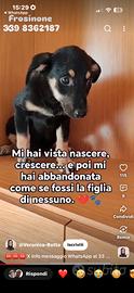 tosca una vita da salvare 😔 