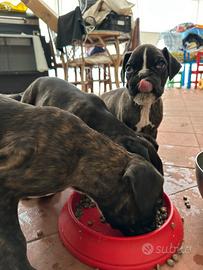 Boxer cuccioli