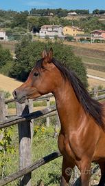 Cavallo arabo