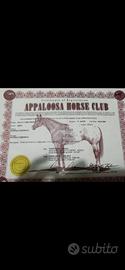 Cavalla appaloosa