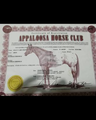 Cavalla appaloosa
