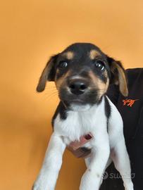 Cuccioli di Jack russell terrier