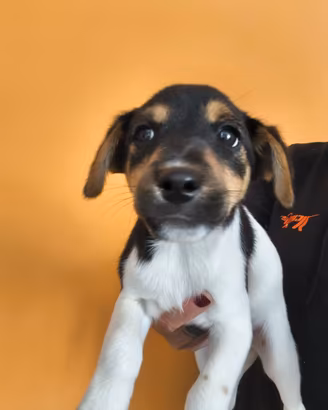 Cuccioli di Jack russell terrier