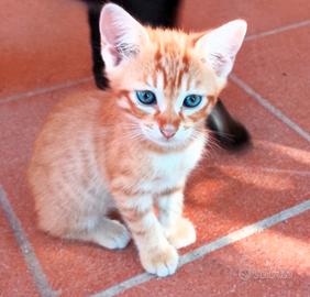 Gattino arancione striato