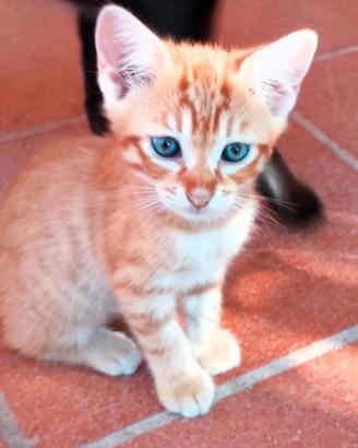 Gattino arancione striato
