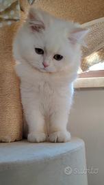 Scottish Highland Longhair