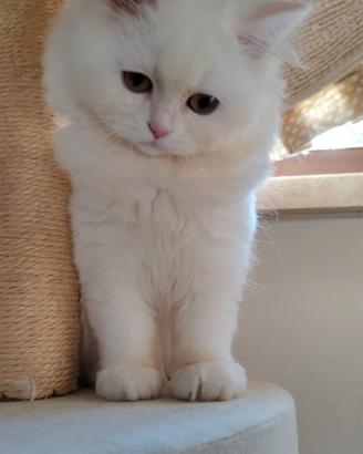 Scottish Highland Longhair