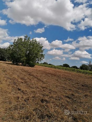 Vendita terreno agricolo Casarano