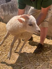 Pecore D'oussant