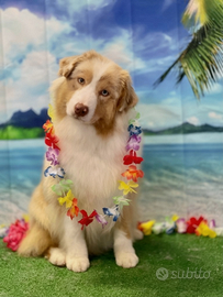 Femmina pastore australiano pedigree