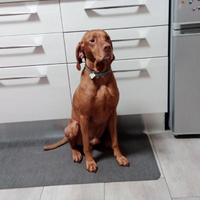 Bracco ungherese da monta