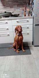 Bracco ungherese da monta