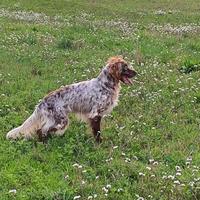Cucciolone Setter Inglese maschio
