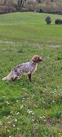 Cucciolone Setter Inglese maschio