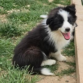 Border collie con pedigree