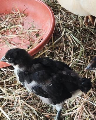 Pulcini di Jersey Gigante e di Rhode Island