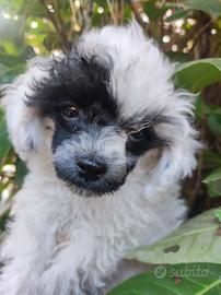 Pepe barboncino mini Toy cucciolo