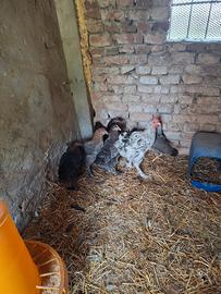 Marans galline