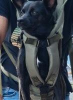 Marsupio per cane