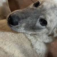 Femmina Labrador/Pastore tedesco di 7 mesi