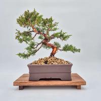 Bonsai di Ginepro Kishu – Moyogi