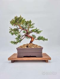 Bonsai di Ginepro Kishu – Moyogi