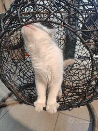 dondolo per gatti