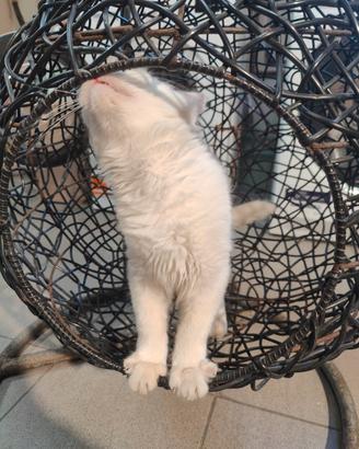 dondolo per gatti