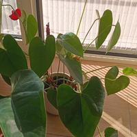 anthurium