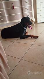Doberman disponibile per monta