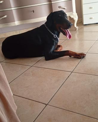 Doberman disponibile per monta