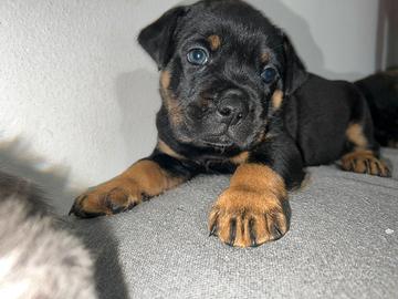 Cuccioli cane
